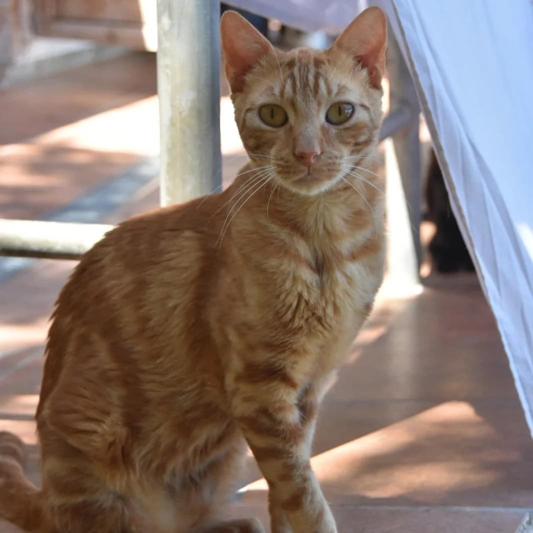 Cairo,  young Mixed Breed for adoption at Barcelona), Protectora Bcn