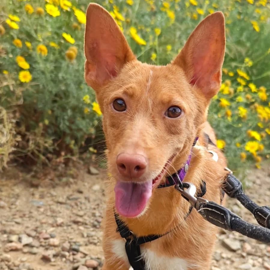 Helena,  Mixed Breed for adoption at Barcelona), Protectora Bcn
