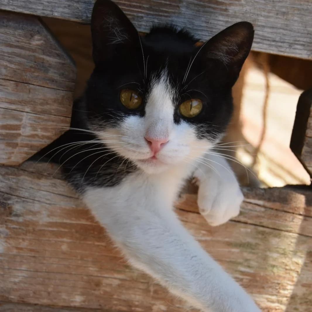 Arandel,  young Mixed Breed for adoption at Barcelona), Protectora Bcn