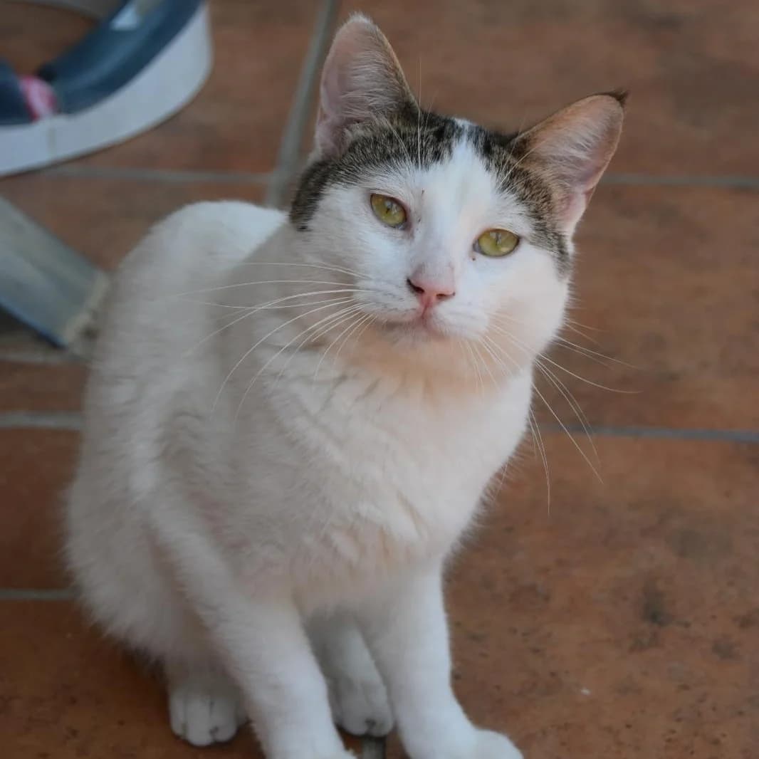 Poli,  young Mixed Breed for adoption at Barcelona), Protectora Bcn