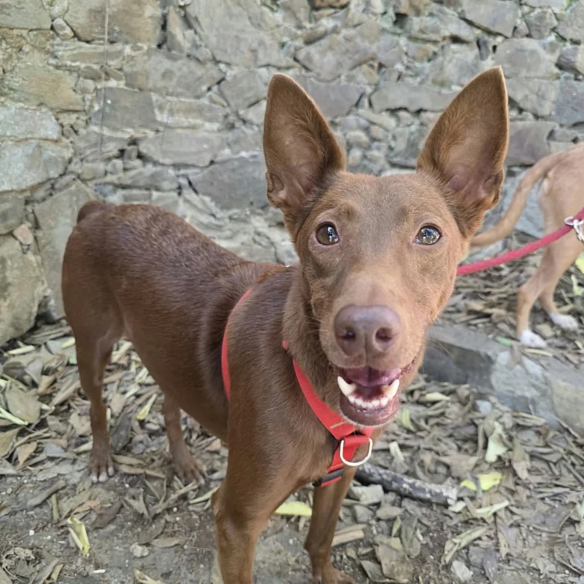 Cloude, male Mixed Breed for adoption at Barcelona), Protectora Bcn
