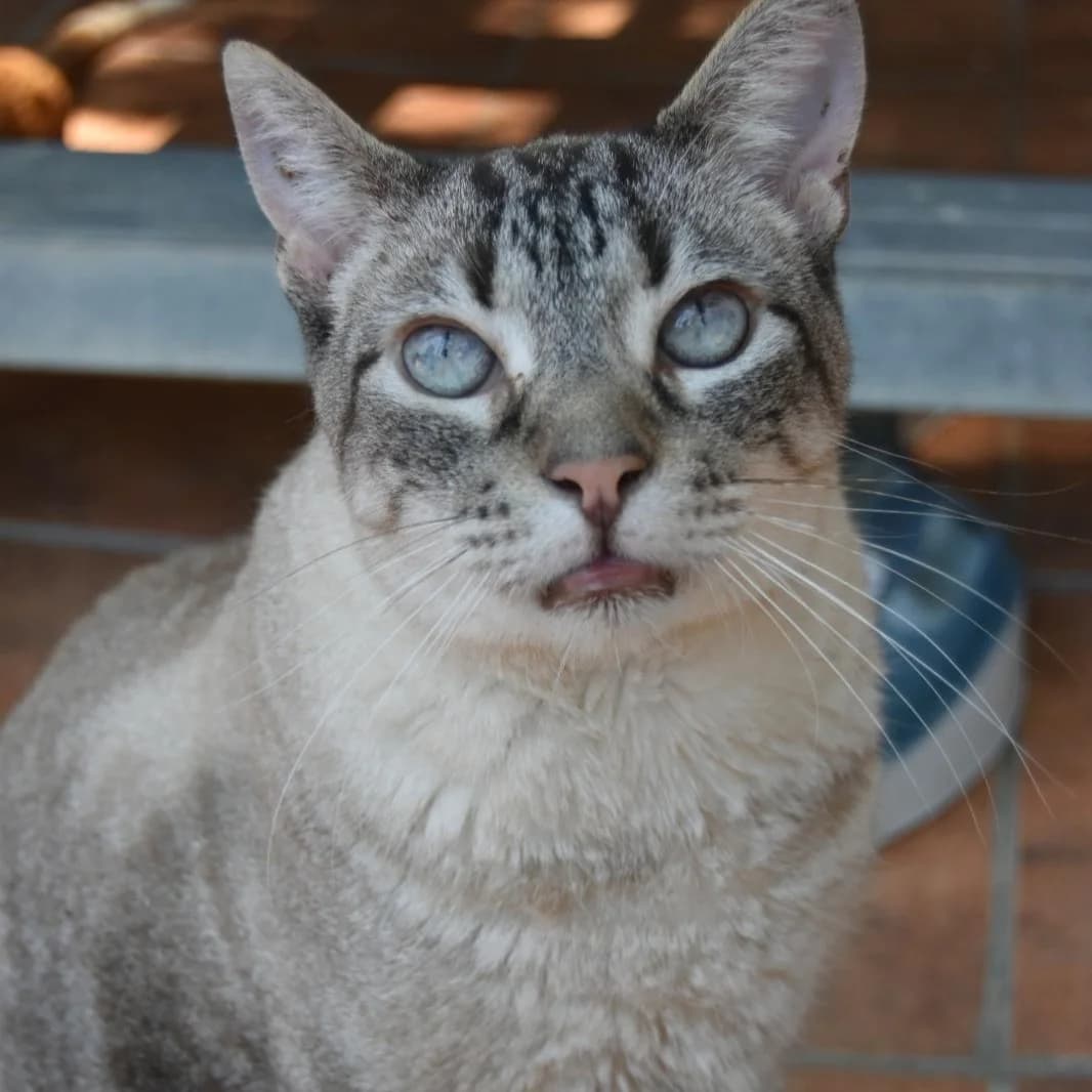 Pixie,  7yo Mixed Breed for adoption at Barcelona), Protectora Bcn