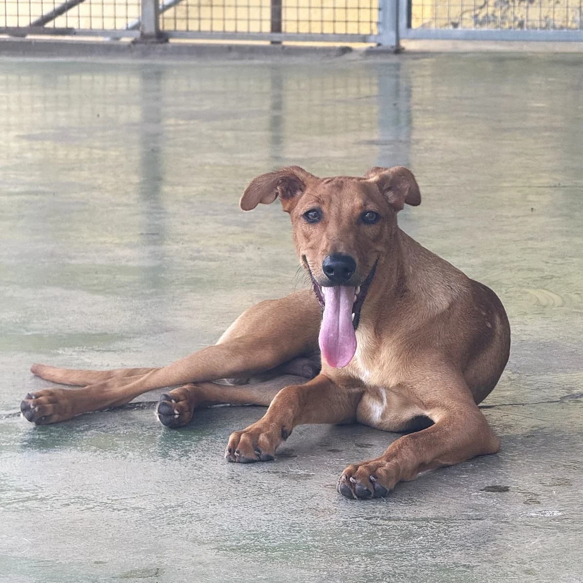 Piñon,  puppy Mixed Breed for adoption at Barcelona), Protectora Bcn