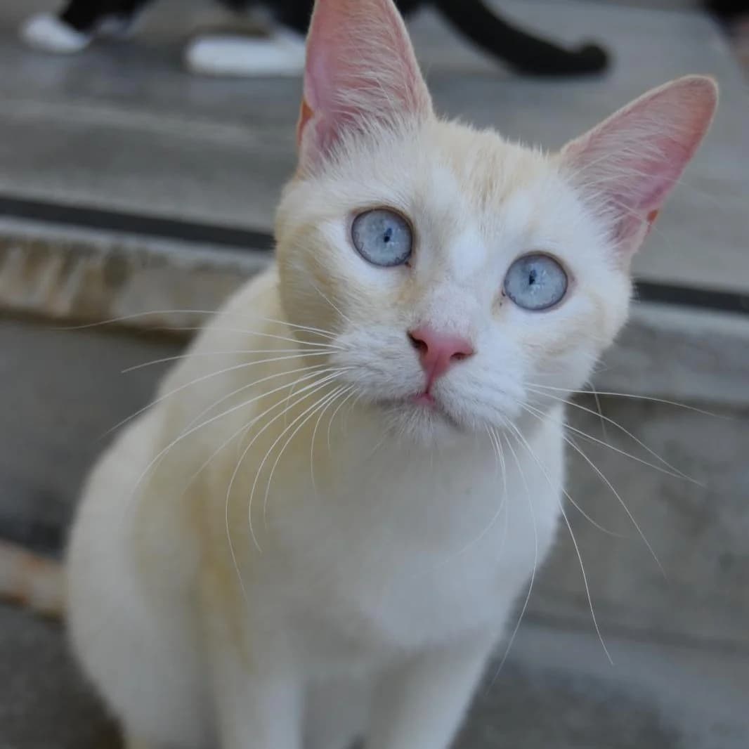 Willy,  Mixed Breed for adoption at Barcelona), Protectora Bcn
