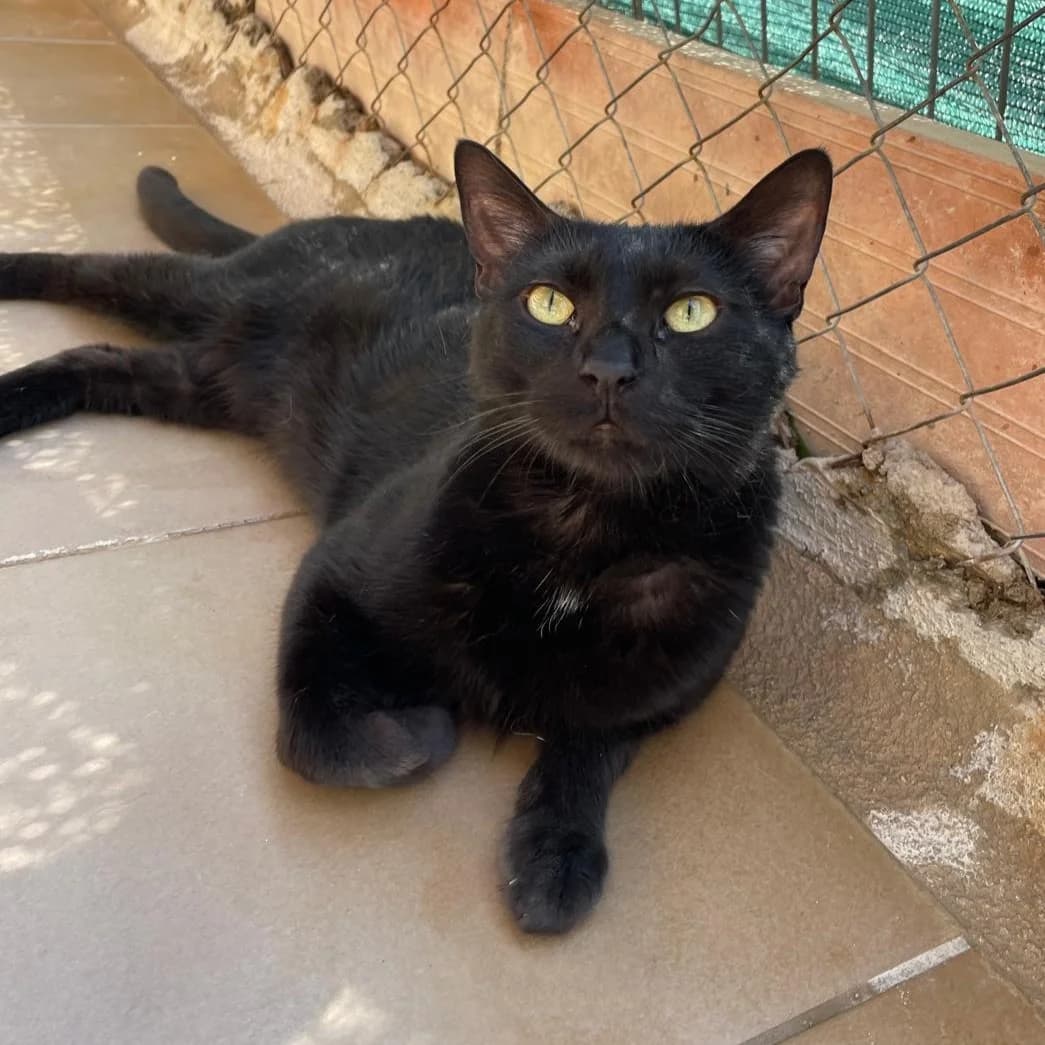 Cosmos,  3yo Mixed Breed for adoption at Barcelona), Protectora Bcn