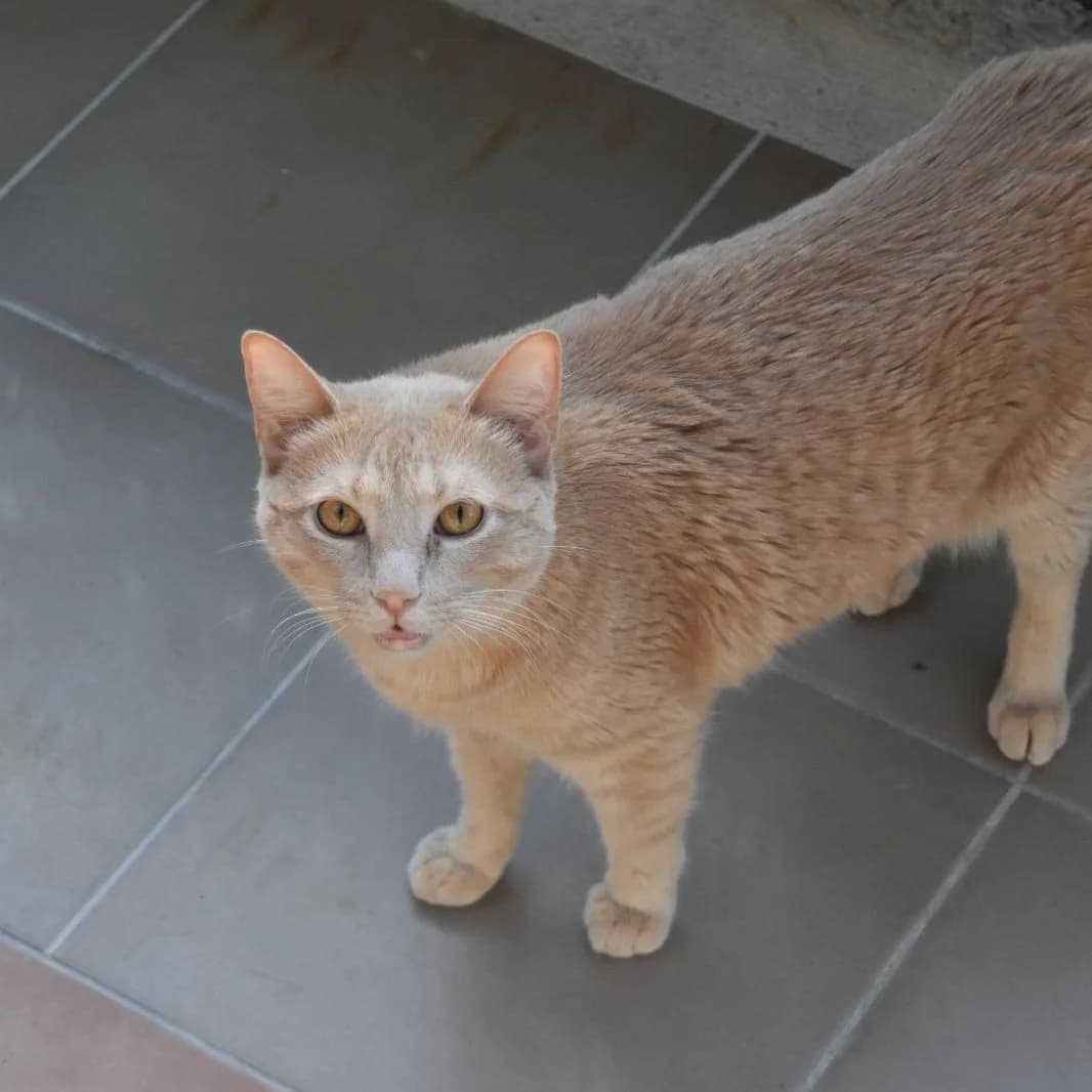 Hummus,  3yo Mixed Breed for adoption at Barcelona), Protectora Bcn