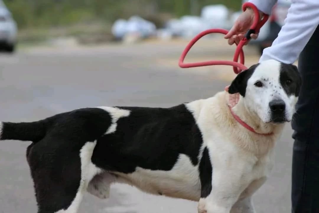 Atila,  Mixed Breed for adoption at Protectora de Animales de Benidorm