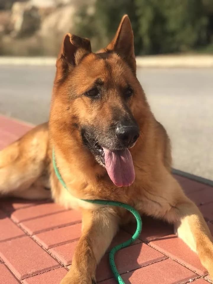 Don,  Mixed Breed for adoption at Protectora de Animales de Benidorm