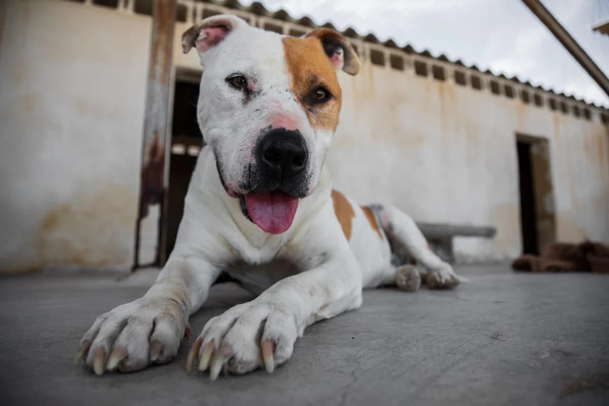 Estrella,  Mixed Breed for adoption at Protectora de Animales de Benidorm