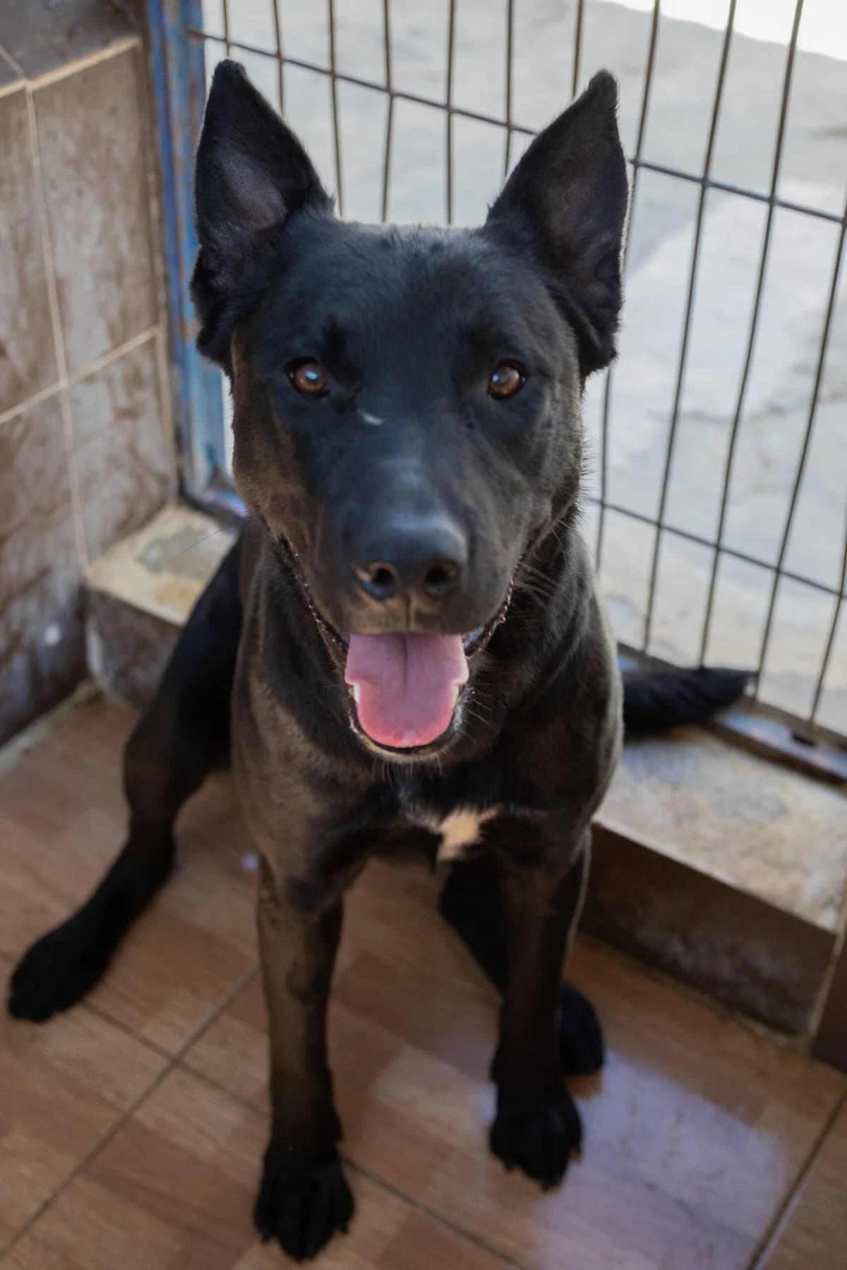 BILBO,  Mixed Breed for adoption at Protectora de Animales de Benidorm