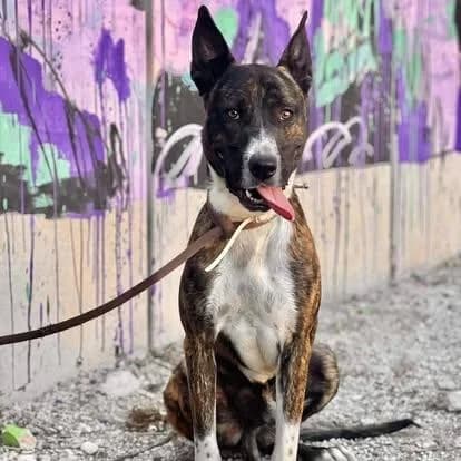 THOR, Mixed Breed for adoption at Protectora de Animales de Benidorm