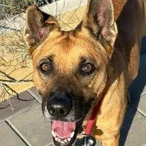 MONA, Mixed Breed for adoption at Protectora de Animales de Benidorm