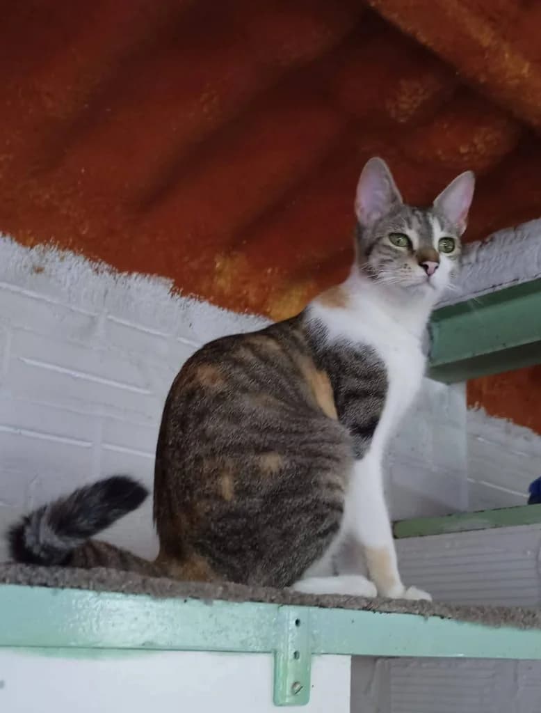 FURA, female young Mixed Breed for adoption at Associació Berguedana per a la Protecció dels Animals