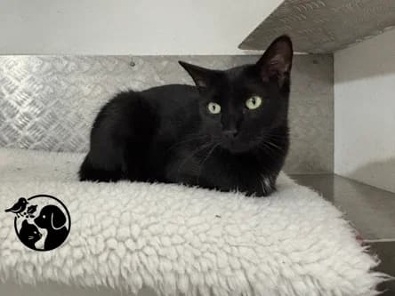 BLAKI, male European Shorthair for adoption at Protectora de Gipuzkoa