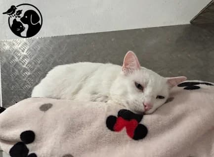 BLANK, male European Shorthair for adoption at Protectora de Gipuzkoa