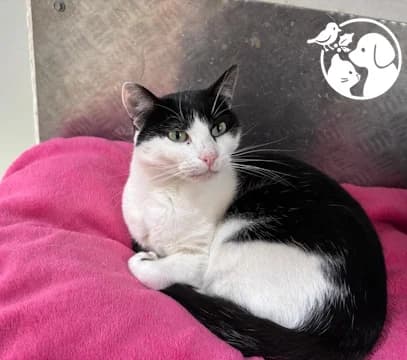 BORIS, male European Shorthair for adoption at Protectora de Gipuzkoa