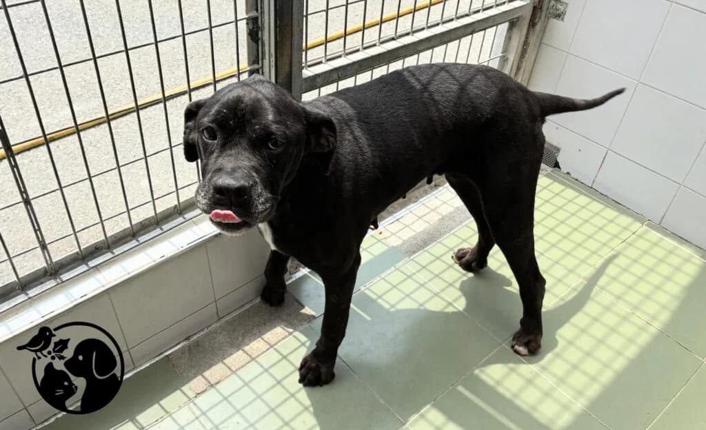CHULA, female 6yo Mixed Breed for adoption at Protectora de Gipuzkoa