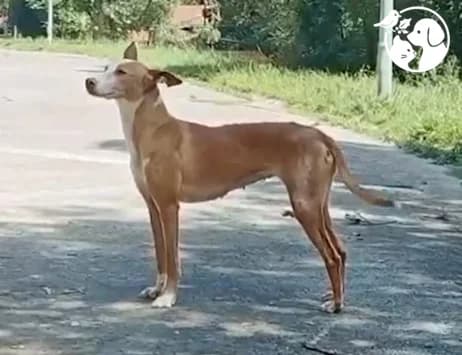 laika, female 3yo Podenco for adoption at Protectora de Gipuzkoa