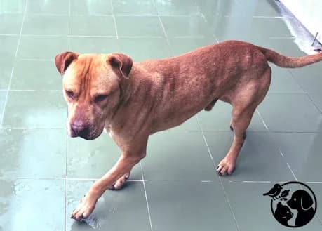 Loki, Staffordshire Bull Terrier (Dunaújváros Ebrendészeti Telep)