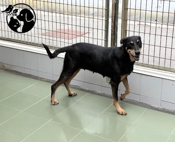 LOLA, female senior Mixed Breed for adoption at Protectora de Gipuzkoa