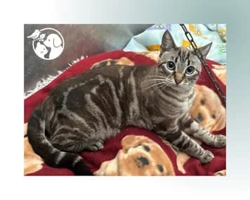 LULU, female European Shorthair for adoption at Protectora de Gipuzkoa