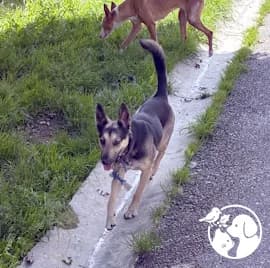 Luna, female young Mixed Breed for adoption at Protectora de Gipuzkoa