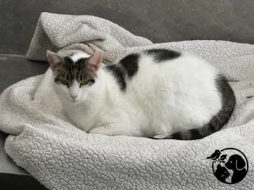 MILA, female European Shorthair for adoption at Protectora de Gipuzkoa