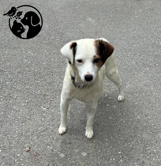 MILO, male young mixed breed for adoption at Protectora de Gipuzkoa