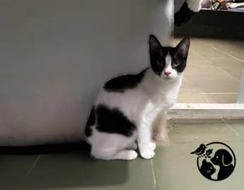 SIMON, male young European Shorthair for adoption at Protectora de Gipuzkoa