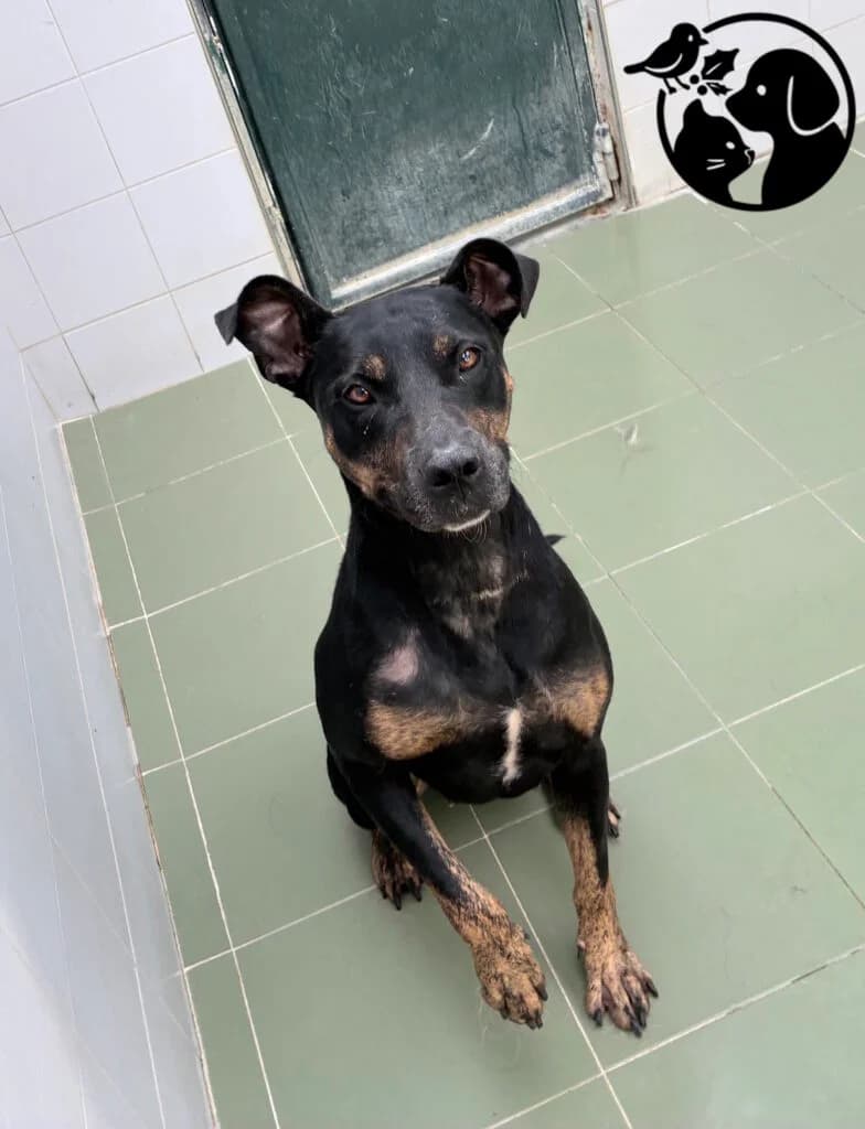 NUMA, female young Mixed Breed for adoption at Protectora de Gipuzkoa
