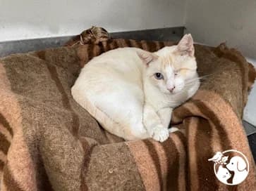 PIRATA, male European Shorthair for adoption at Protectora de Gipuzkoa