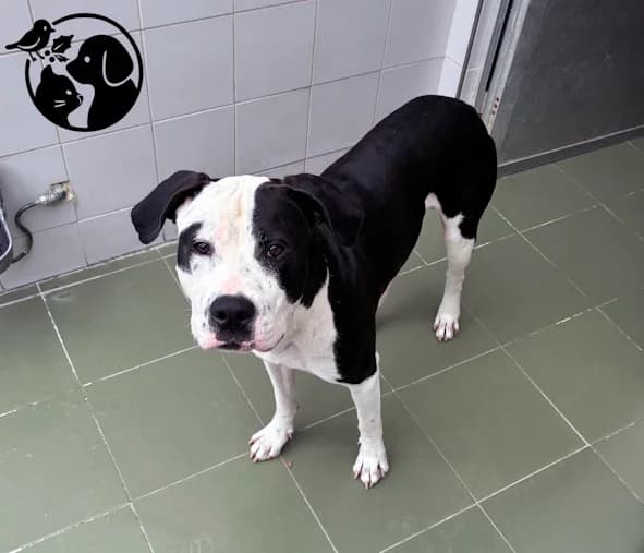 SINNER, male young Pit Bull Terrier for adoption at Protectora de Gipuzkoa