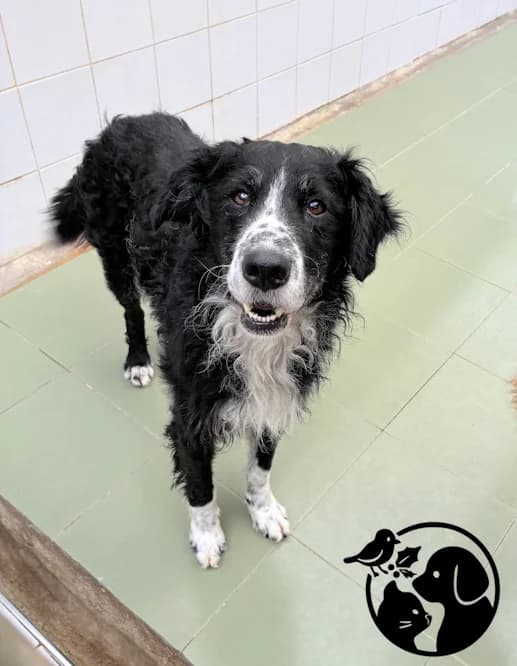 Toy, male senior Mixed Breed for adoption at Protectora de Gipuzkoa