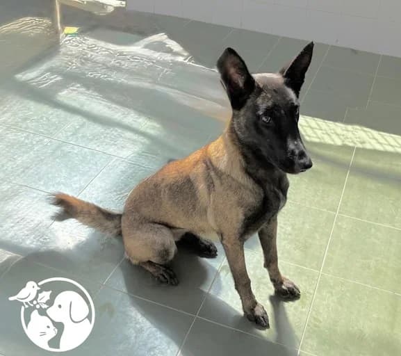 Ura, female young Belgian Malinois for adoption at Protectora de Gipuzkoa