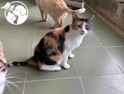 VERA, female European Shorthair for adoption at Protectora de Gipuzkoa