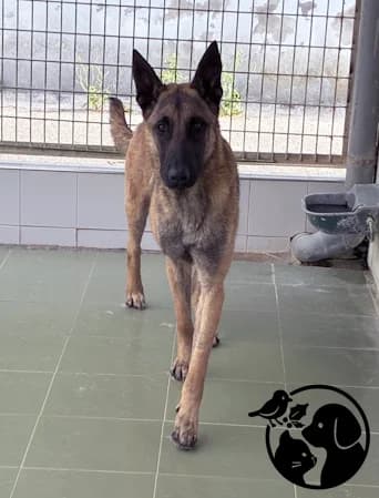 Zeus, male young Belgian Malinois for adoption at Protectora de Gipuzkoa
