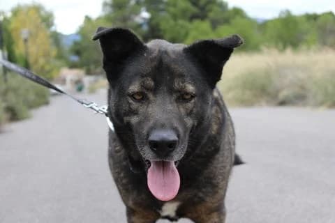 Blues, male senior German Shepherd for adoption at Protectora de Ibi, Ibi (Alicante)