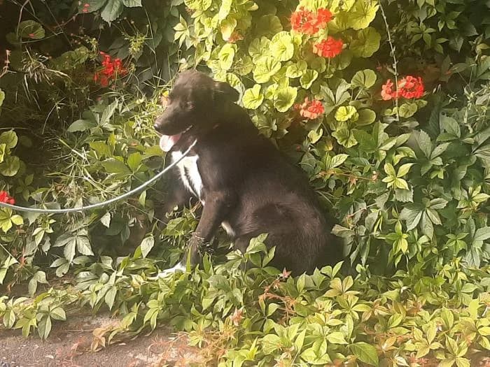 Ferrero, male 4yo mixed breed for adoption at Protectora de Ibi, Ibi (Alicante)