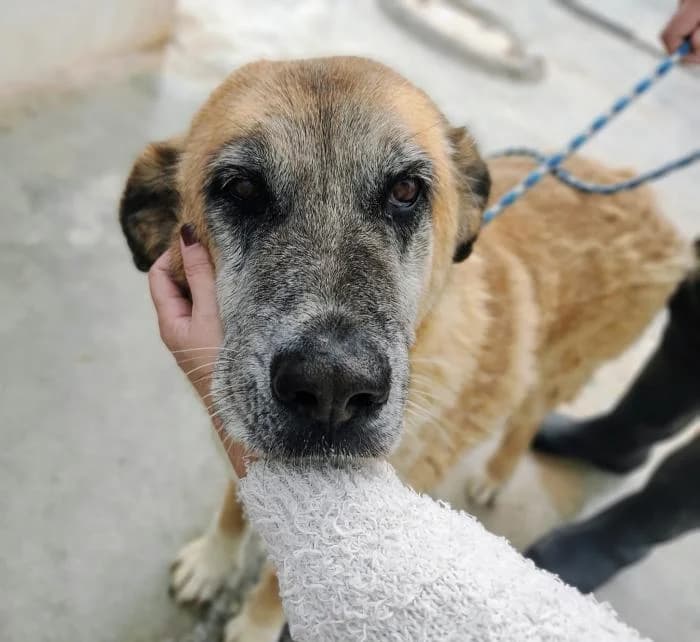 Perla, female senior Mixed Breed for adoption at Protectora de Ibi, Ibi (Alicante)