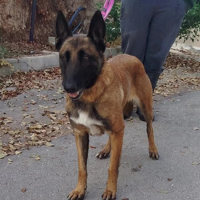 Choupi, female Belgian Malinois for adoption at Protectora de Ibi