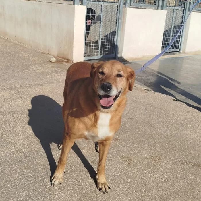 Kira, female senior Mixed Breed for adoption at Protectora de Ibi, Ibi (Alicante)