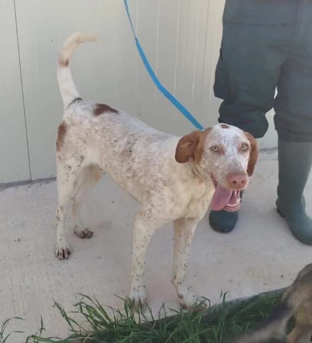 Nimbus, male young Mixed Breed for adoption at Protectora de Ibi, Ibi (Alicante)