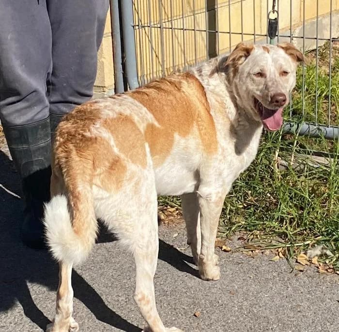 Odin, male 4yo Mixed Breed for adoption at Protectora de Ibi, Ibi (Alicante)