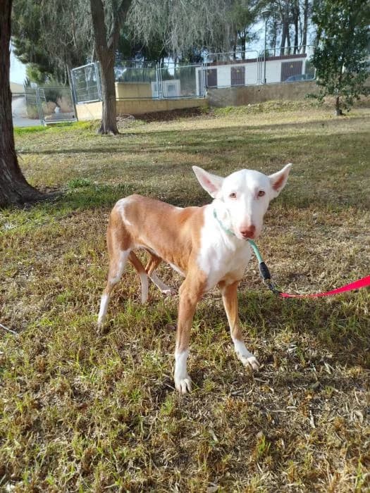 Fausti, female senior Podenco for adoption at Protectora de Ibi, Ibi (Alicante)