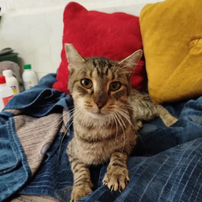 Cadiz, male 4yo European Shorthair for adoption at Protectora de Ibi, Ibi (Alicante)