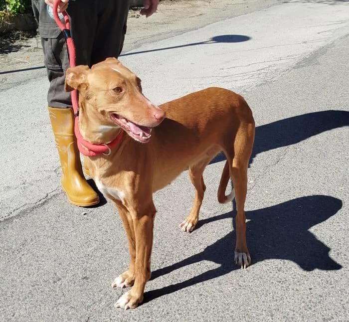 Canela, female 7yo Podenco for adoption at Protectora de Ibi, Ibi (Alicante)