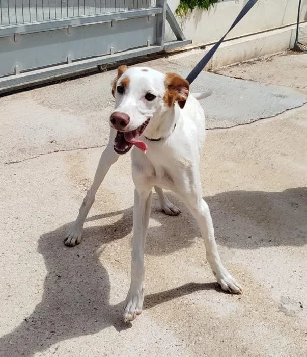 Ona, female young Podenco for adoption at Protectora de Ibi, Ibi (Alicante)