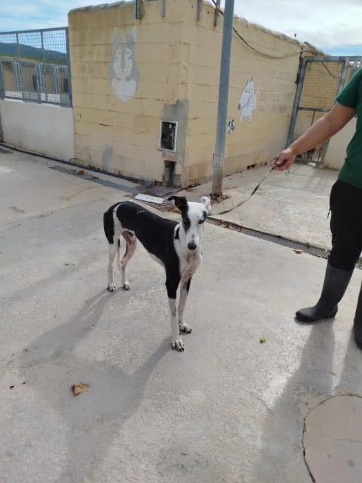 Corbato, male 5yo Galgo Español for adoption at Protectora de Ibi, Ibi (Alicante)