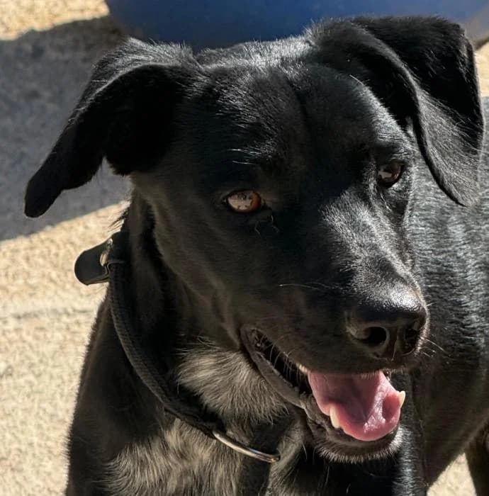 Ziri, male young Mixed Breed for adoption at Protectora de Ibi, Ibi (Alicante)