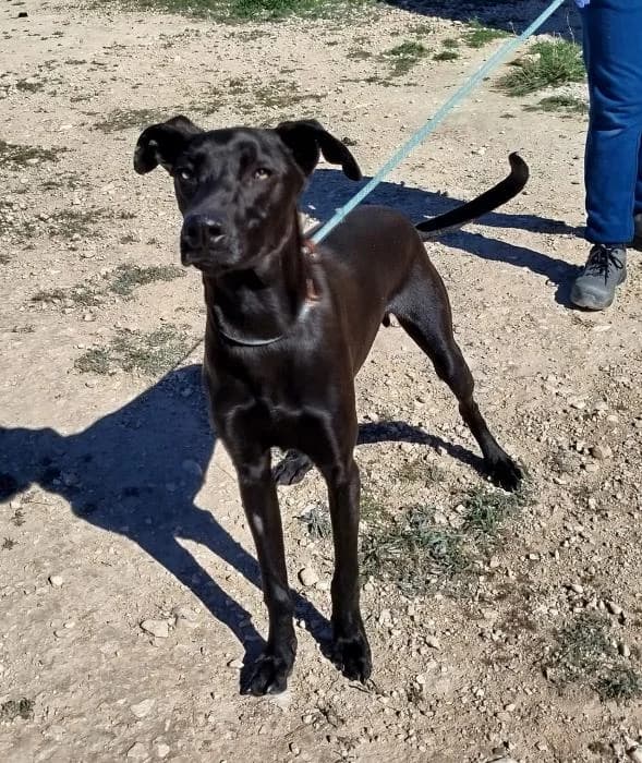 Jocker, male young Galgo Español for adoption at Protectora de Ibi, Ibi (Alicante)